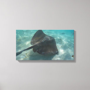 MANTA-ROCHE AUF LEINWAND 50,8 cm x 40,64 cm