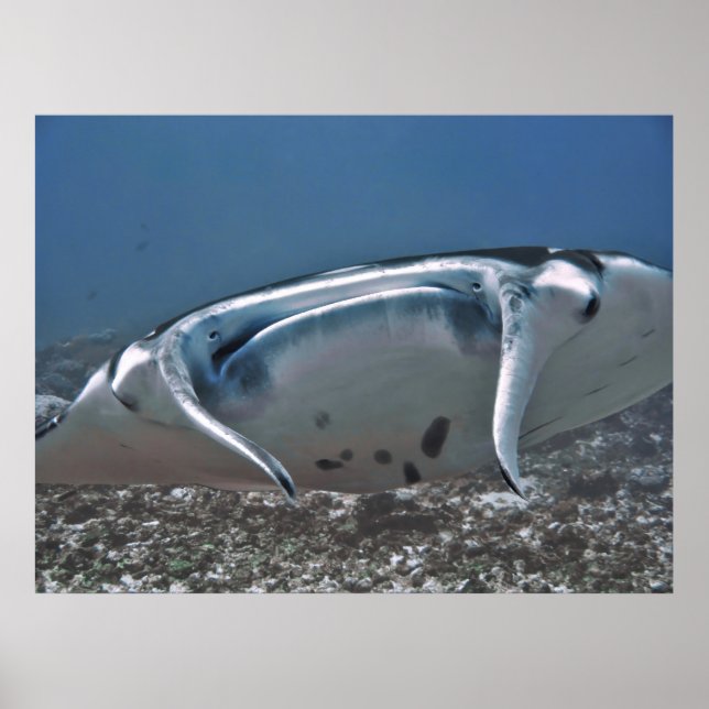 Manta Up Nah Poster (Vorne)