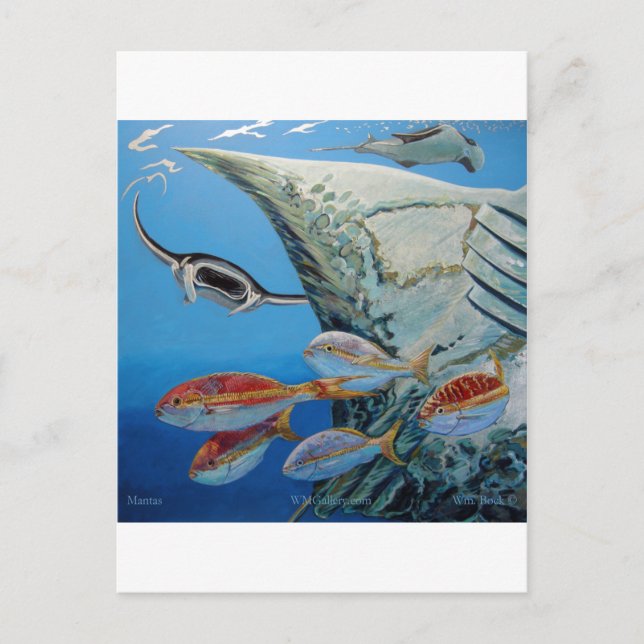 Mantarochen Postkarte (Vorderseite)