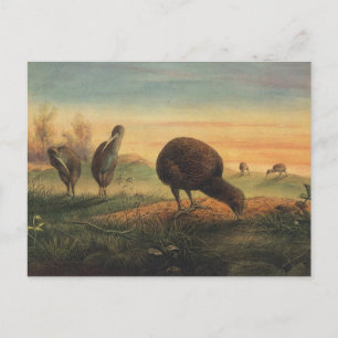 Mantell-Apteryx von Joseph Wolf Postkarte