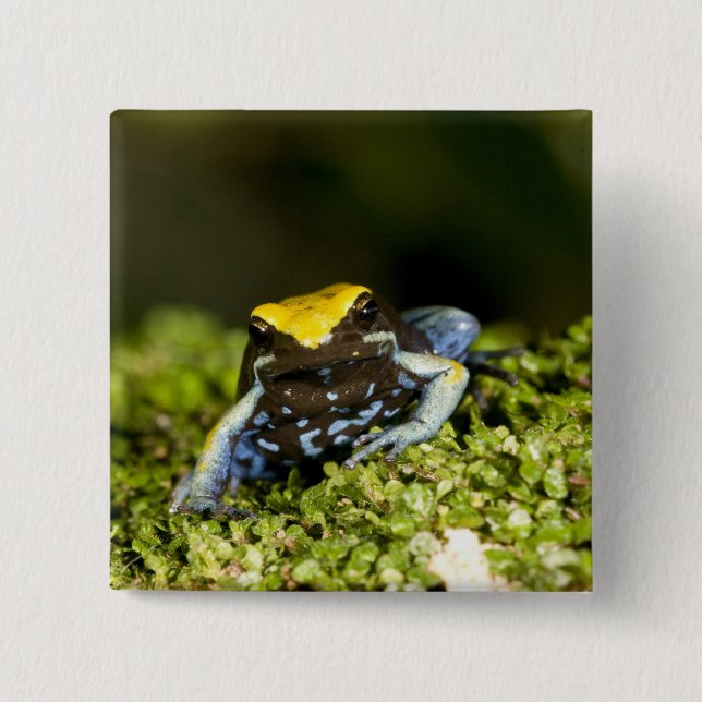 Mantella, Mantella expectata, 2 Button (Vorderseite)