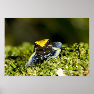 Mantella, Mantella expectata, 2 Poster