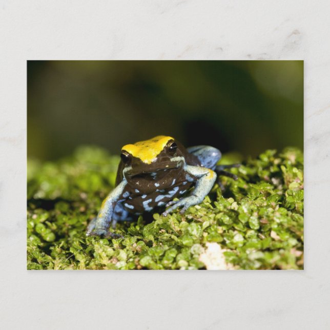 Mantella, Mantella expectata, 2 Postkarte (Vorderseite)