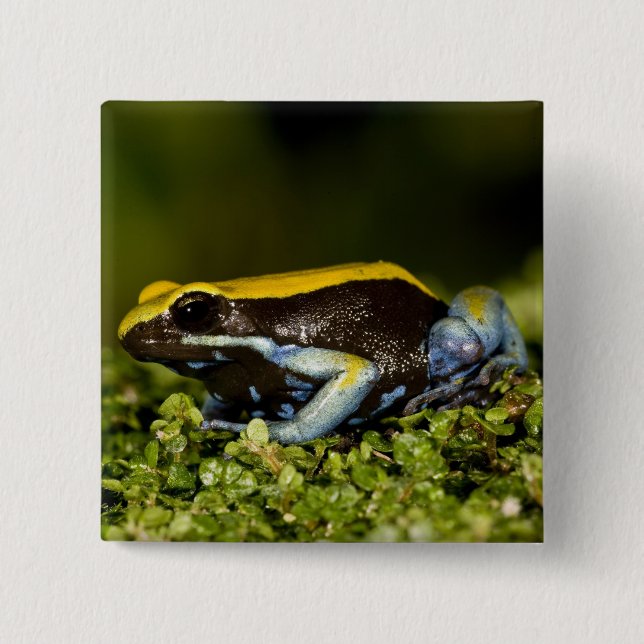 Mantella, Mantella expectata, Button (Vorderseite)