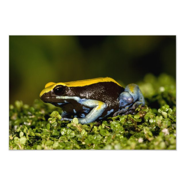 Mantella, Mantella expectata, Fotodruck (Vorne)