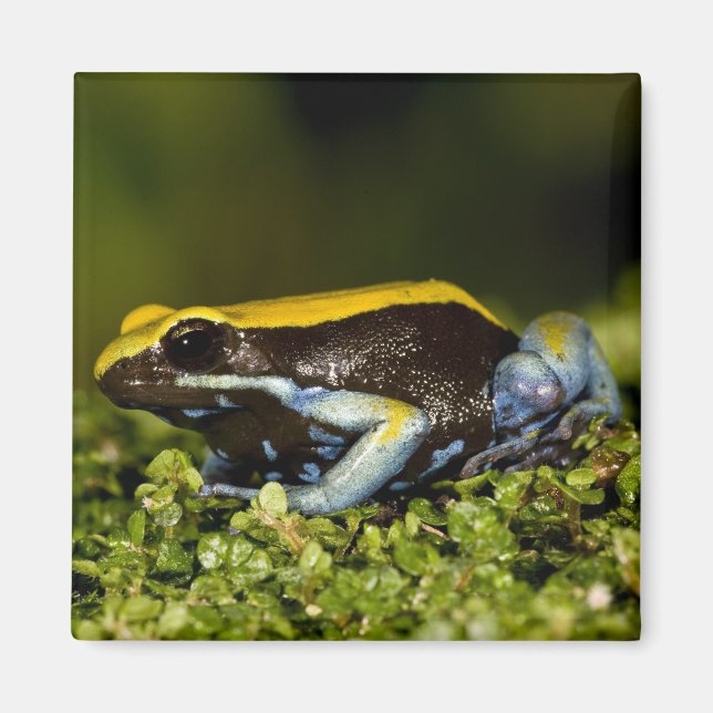 Mantella, Mantella expectata, Magnet (Vorne)