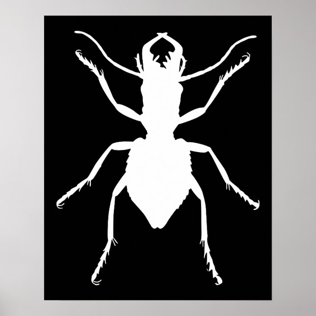Manticora tuberculata poster (Vorne)