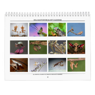 Mantidforum-Mauer-Kalender 2016 Kalender