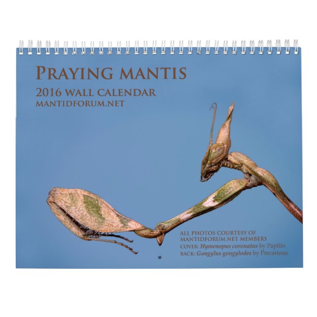 Mantidforum.net 2016 betender Mantis-Wandkalender Kalender (Rückseite)