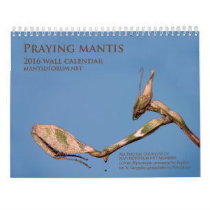 Mantidforum.net 2016 betender Mantis-Wandkalender Kalender