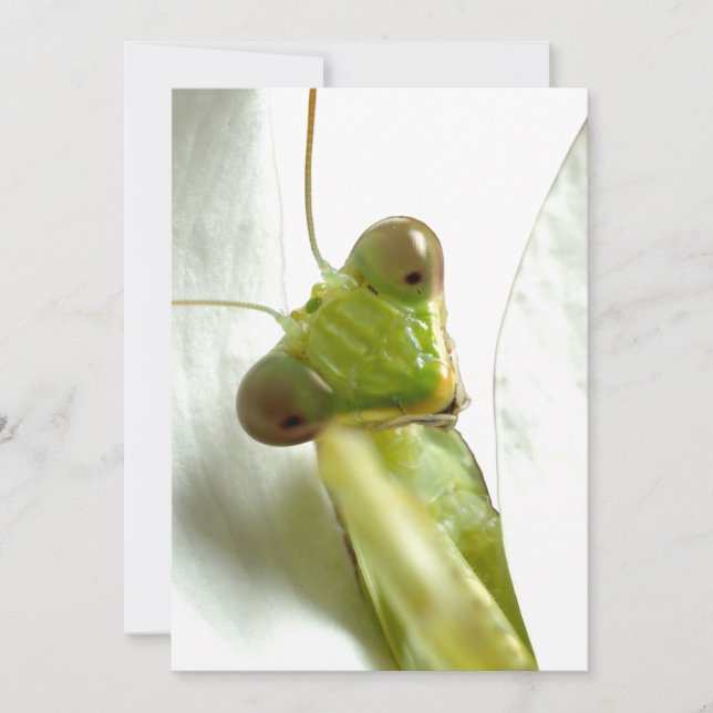 Mantids (Vorderseite)