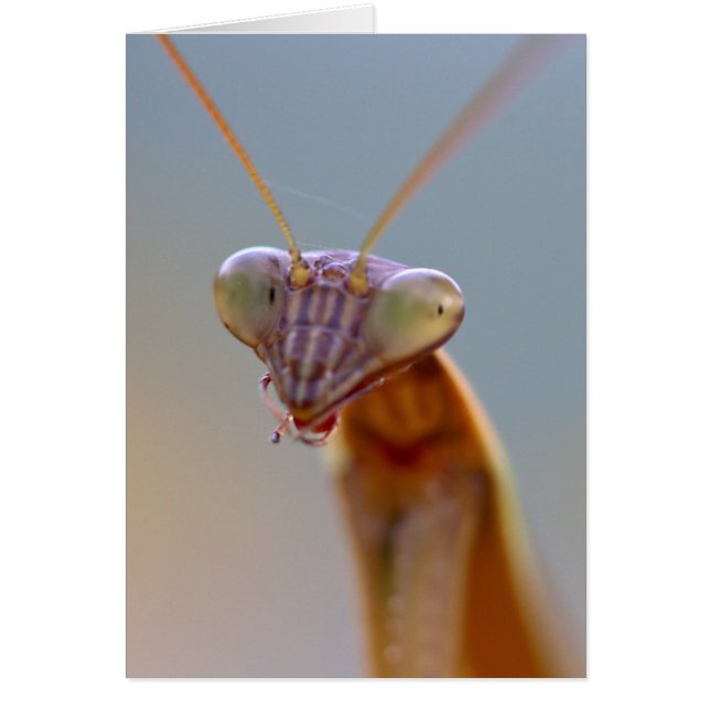 Mantids beten (Vorne)