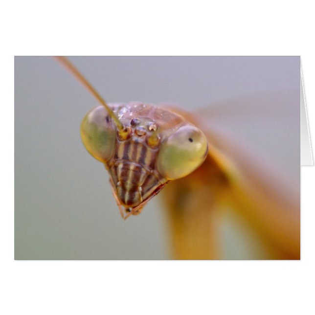 Mantids beten (Vorderseite (Horizontal))