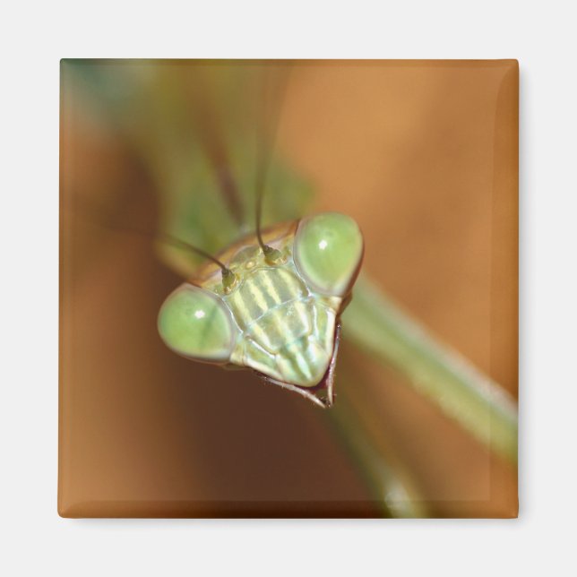 Mantids beten magnet (Vorne)