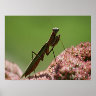 Mantids beten poster