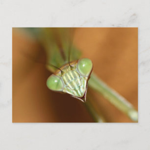 Mantids beten postkarte