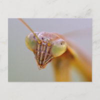 Mantids beten