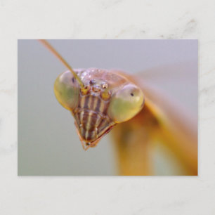 Mantids beten postkarte