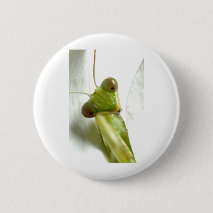 Mantids Button