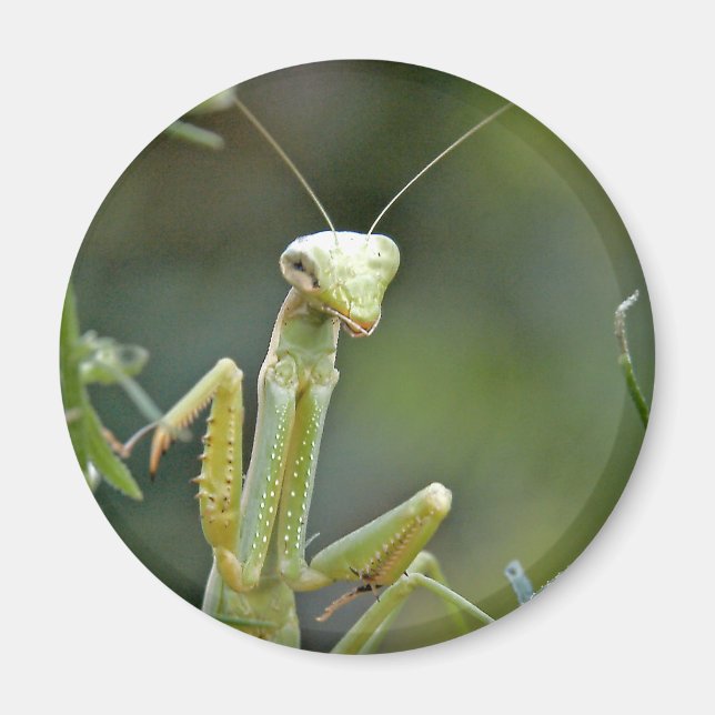 Mantis 475 Magnet (Vorne)