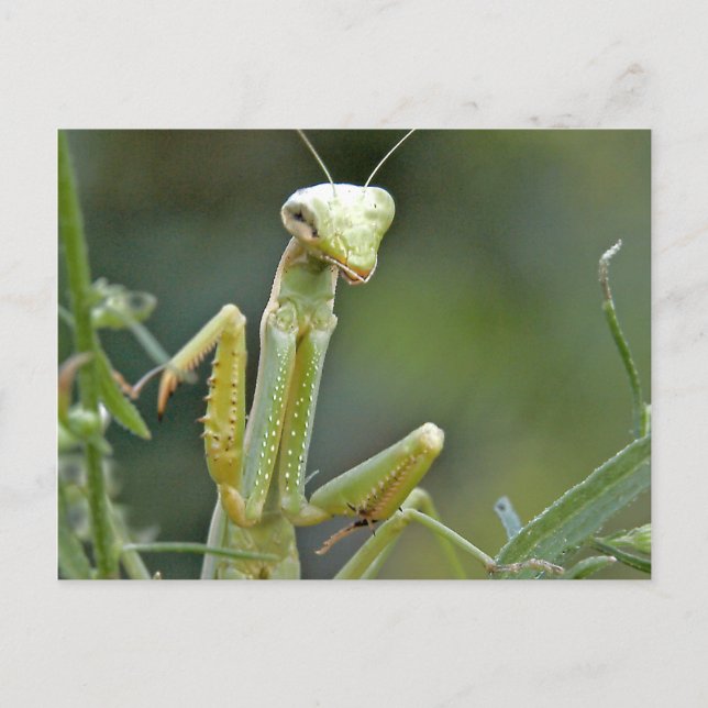 Mantis 475 Postkarte (Vorderseite)