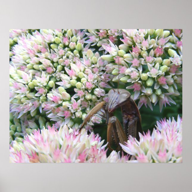 Mantis 79 ~ Druck Poster (Vorne)