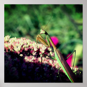 Mantis auf der Blume auf dem Meer Nah Poster