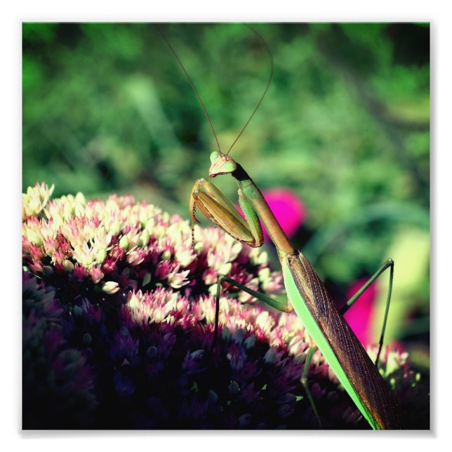 Mantis auf der Blume des Sediments Nah 8 x 8 Fotodruck (Vorne)