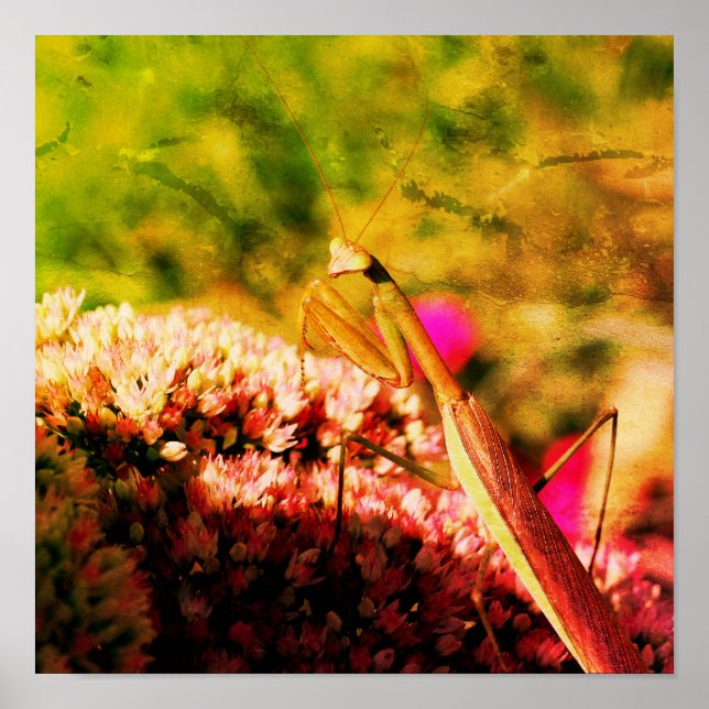 Mantis auf der Blume Sedum Abstrakt Grunge beten Poster (Vorne)