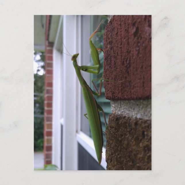 Mantis auf der Ziegelmauer beten Postkarte (Vorderseite)