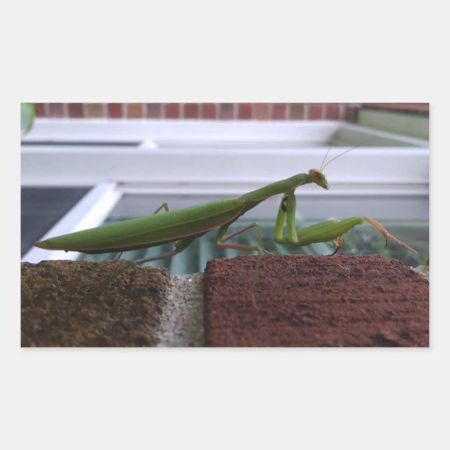 Mantis auf der Ziegelmauer beten Rechteckiger Aufkleber (Vorderseite)