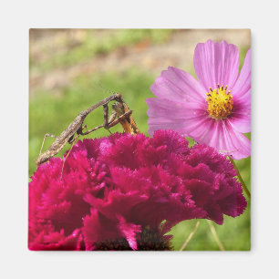 Mantis beten auf einem Mond Magnet