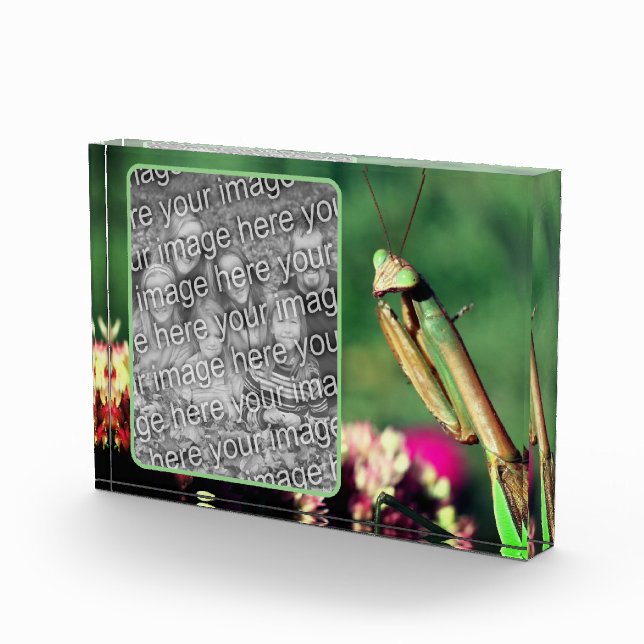 Mantis beten erschaffen Ihre eigene Fotoblock (Rechts)