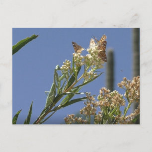 Mantis beten Jagd auf Schmetterlinge Postkarte