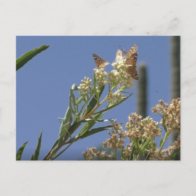 Mantis beten Jagd auf Schmetterlinge Postkarte (Vorderseite)