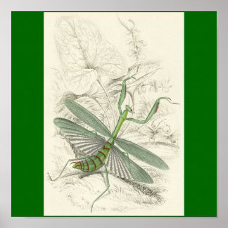 Mantis beten, Mantis Religiosa Poster
