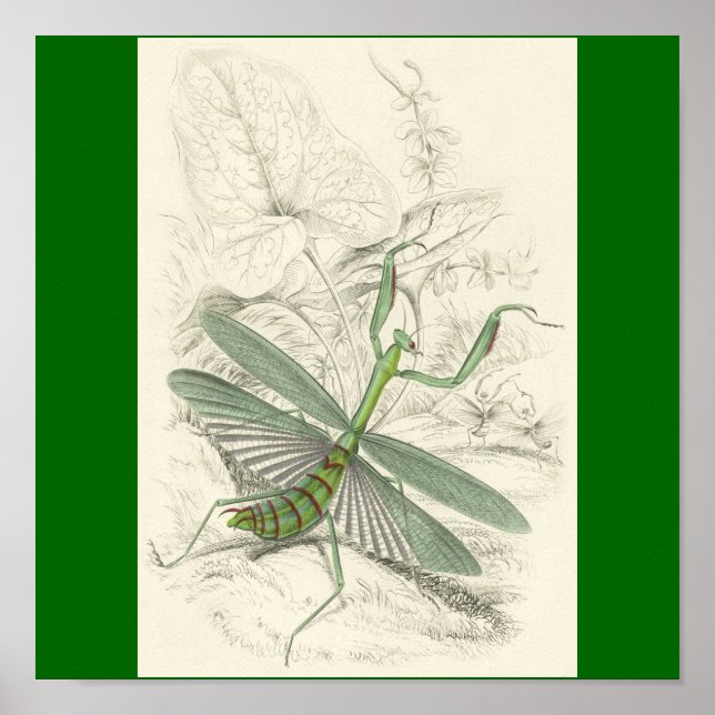 Mantis beten, Mantis Religiosa Poster (Vorne)