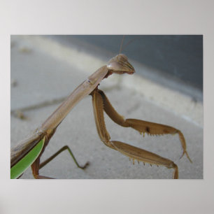 Mantis betet die Bibliothek Poster