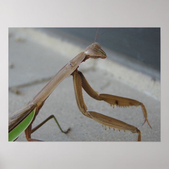 Mantis betet die Bibliothek Poster (Vorne)