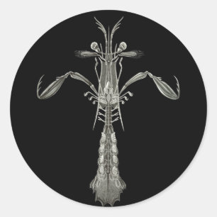 Mantis-Garnele Runder Aufkleber