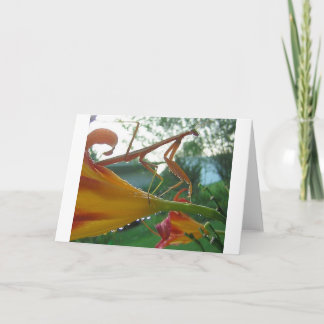 Mantis Grußkarte beten Karte