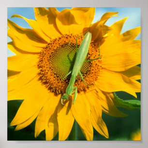 Mantis in Sonnenblumen beten Poster