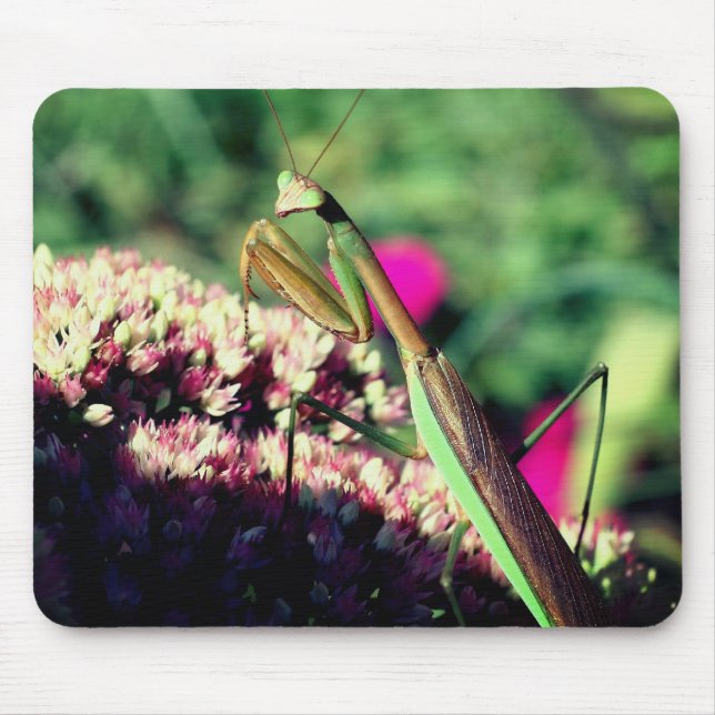 Mantis Nature beten Mousepad (Vorne)