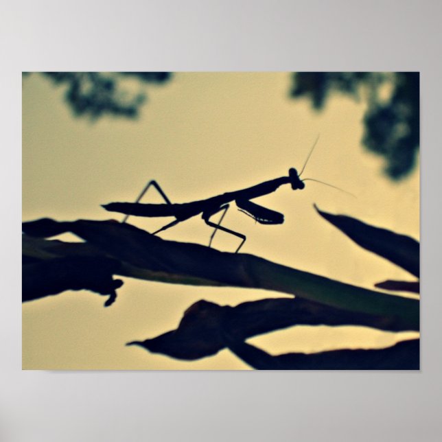 Mantis. Poster (Vorne)