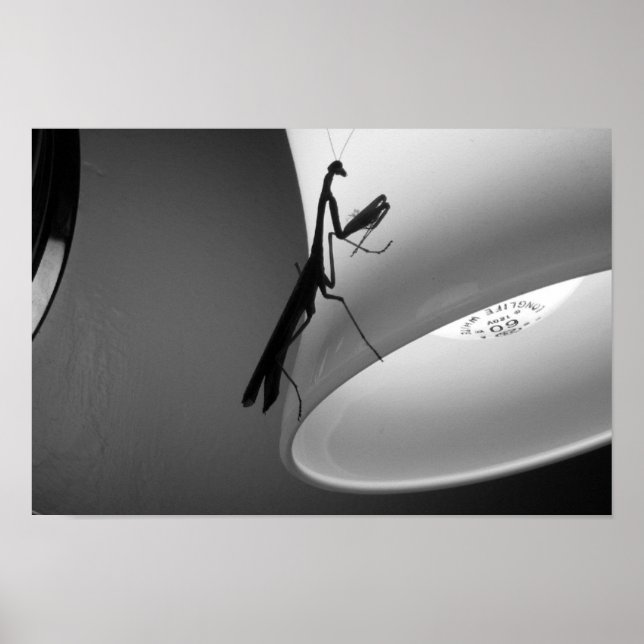 Mantis Poster (Vorne)
