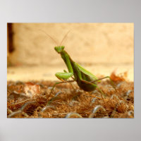 Mantis Poster beten