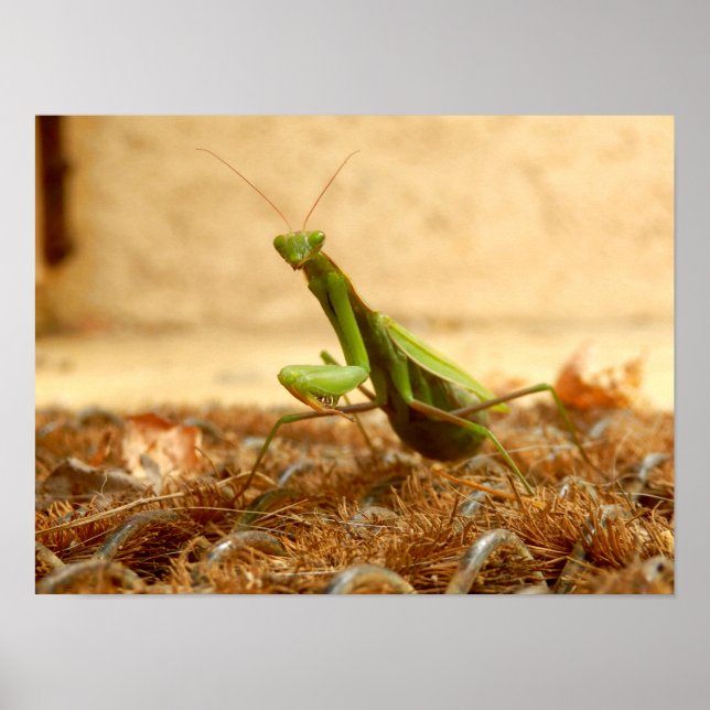 Mantis Poster beten (Vorne)