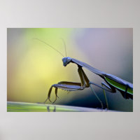 Mantis Poster beten