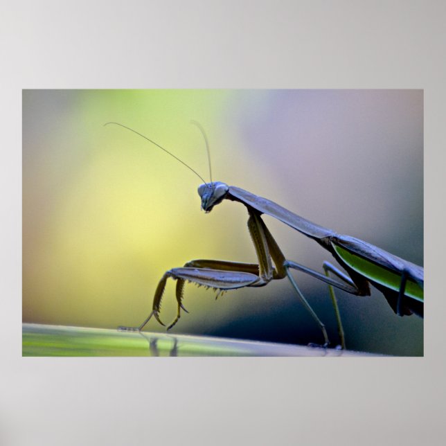 Mantis Poster beten (Vorne)