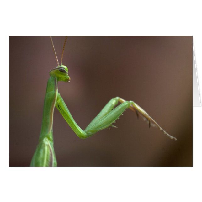 Mantis religiosa (Vorderseite (Horizontal))